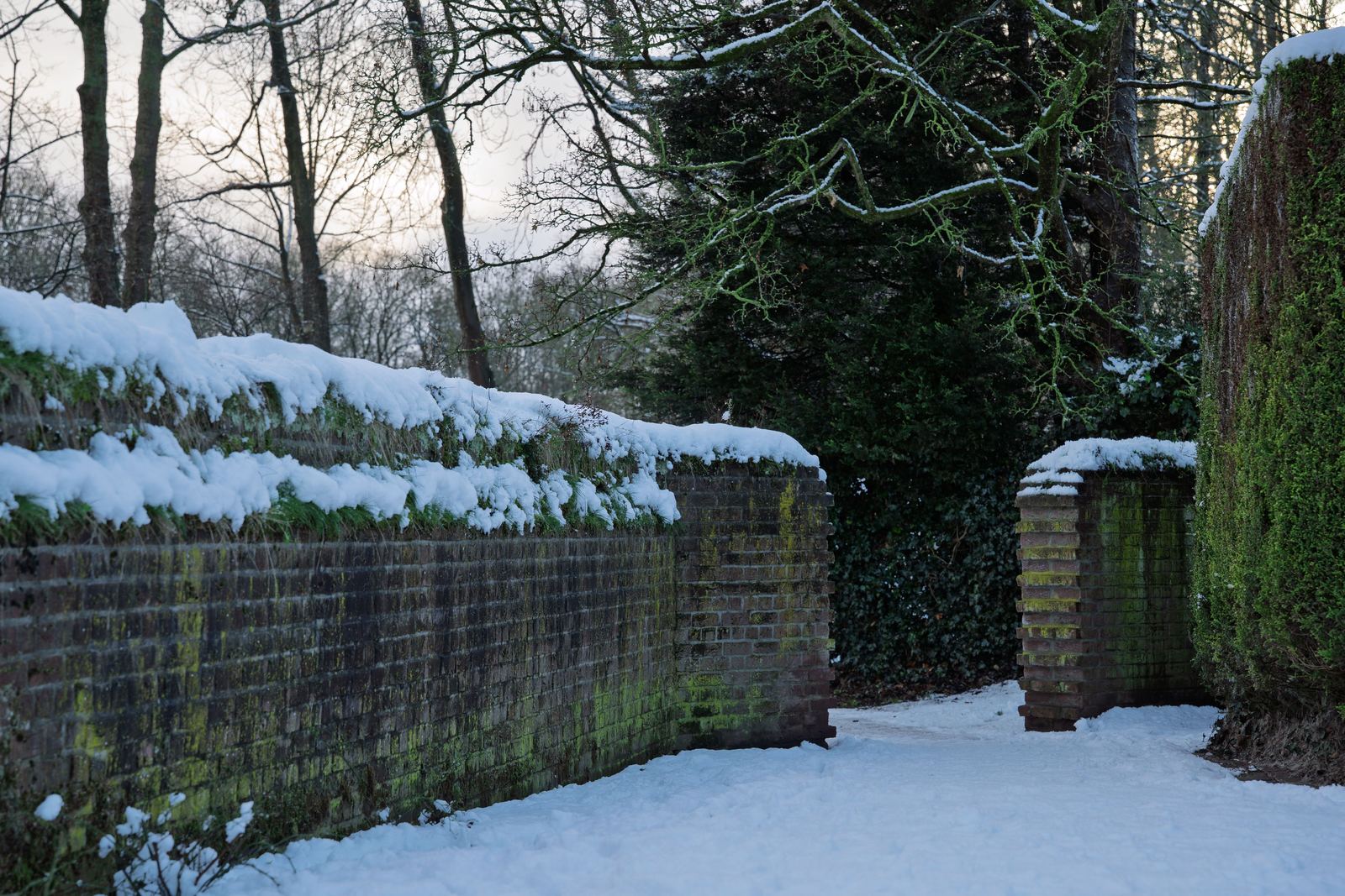 Snow lying along the top of old mossy brick walls beside a snow-covered path among trees