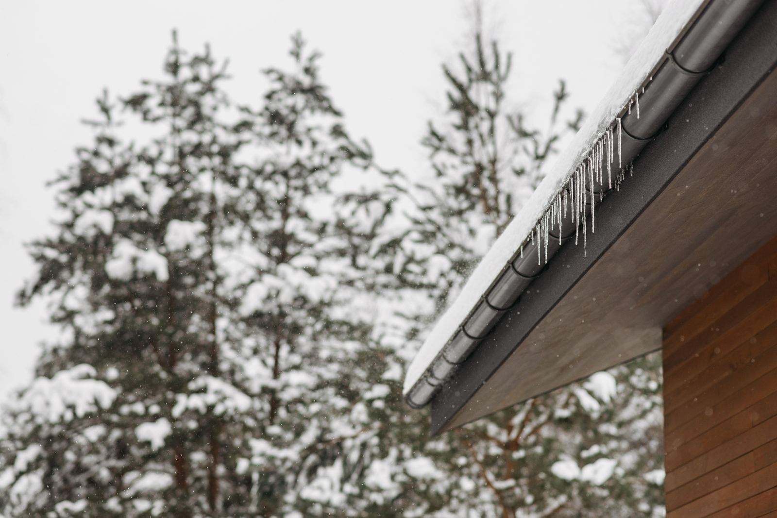 Icicles hanging from a snow-covered gutter on a timber-clad building with snowy pine trees behind
