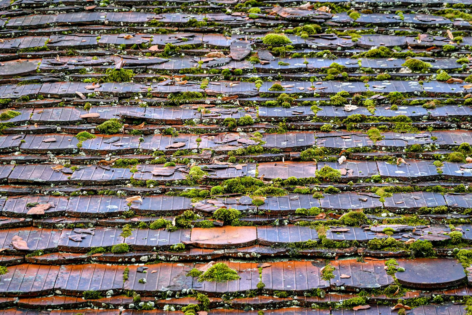 Moss growing in the gaps between the tiles of a pitched roof