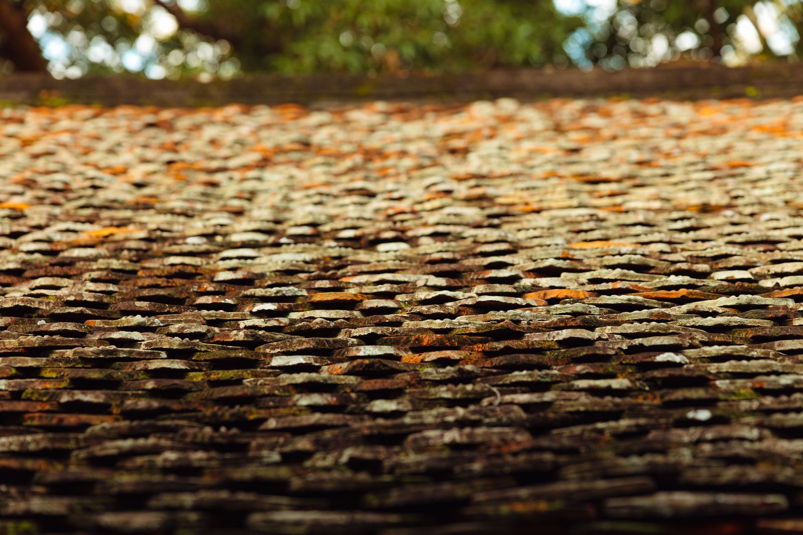 Low-angle view across an old roof of small weathered tiles covered in moss and fallen leaves